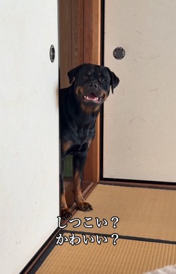 遊びに誘う大型犬