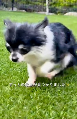 庭を遊び回る子犬