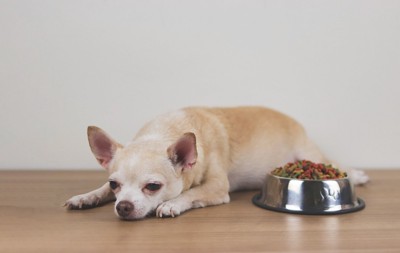 フードが入った食器のそばで伏せる犬