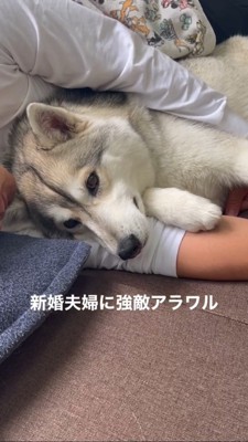 飼い主さんに腕枕してもらうハスキー