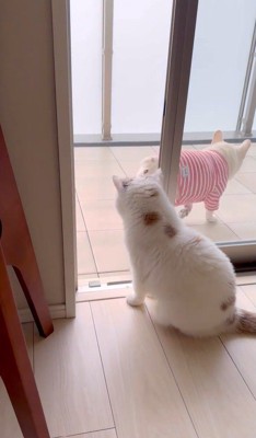 うどん君とあられちゃんの愉快なやり取り3