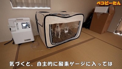 ペコちゃんの賢い行動3