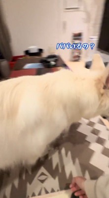 女性の話を聞いてドアに向かう犬