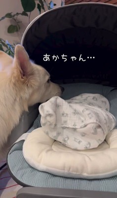 赤ちゃんが泣いた時のワンダくん