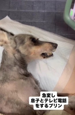 息子さんにテレビ電話したら