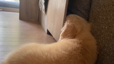 棚にお顔を突っ込んだままウトウト…