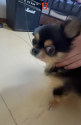 飼い主の方を見る小型犬