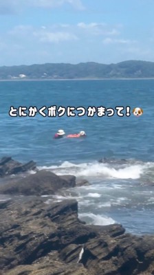 女性を陸に案内するように泳ぐ犬