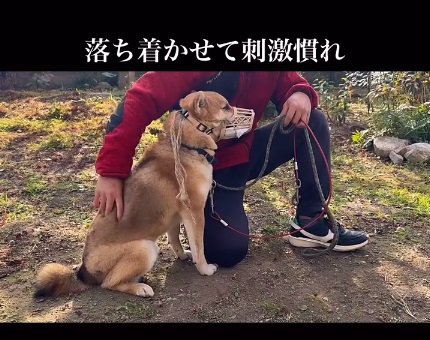 撫でられる柴犬