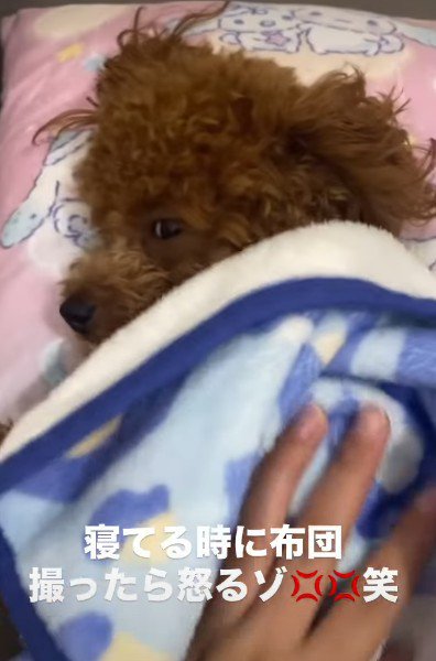安心して眠りへ逆戻り