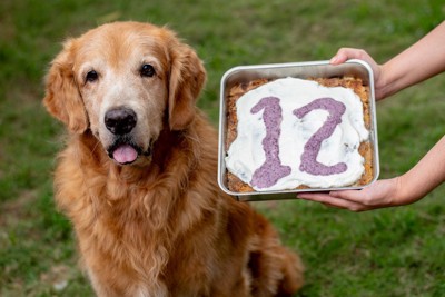 シニア犬と誕生日ケーキ