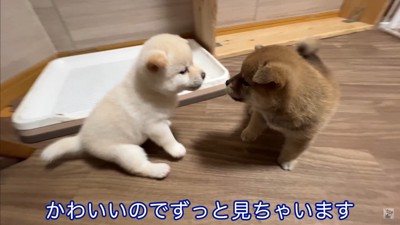 生後35日目の赤ちゃん犬たち4