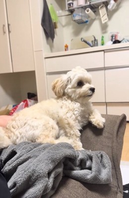 遠くを見るココくん