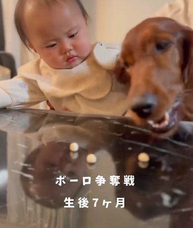 机に散らばるボーロを取り合う赤ちゃんとアイリッシュセター