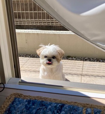 舌が出ているほまれ君