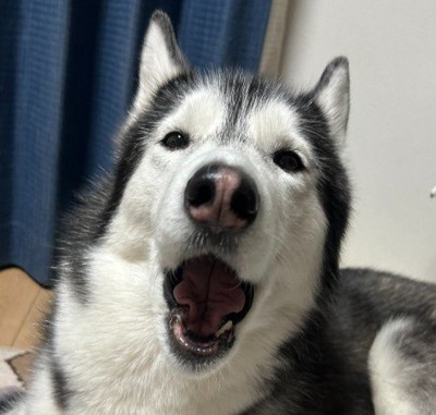 ラニちゃんがあくびをする瞬間2