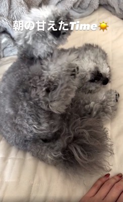 ヘソ天で止まるたろうまるくん