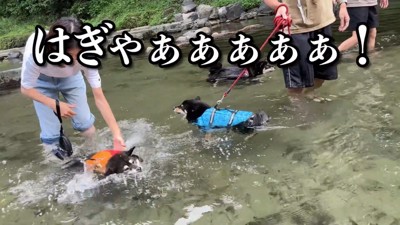 川に入ったら大慌て!