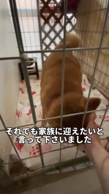 ケージ越しに顔を撫でられる犬