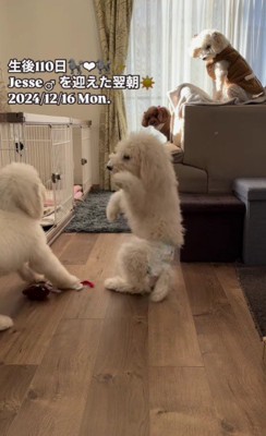 パピー期を思い出してワンプロ