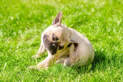 芝生の上で耳を掻いている犬
