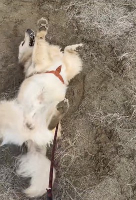 土遊びをする犬