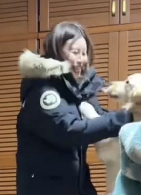 人に飛びつく犬