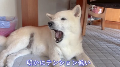 なんだかだるそう(笑)