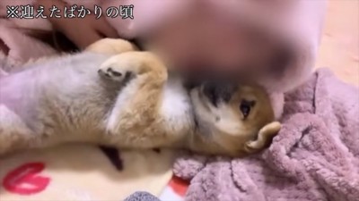 お迎えしたばかりのひまりちゃん