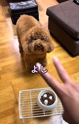 はさみのジェスチャーをする飼い主さん