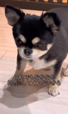ここまるちゃんの寂しい時の行動8