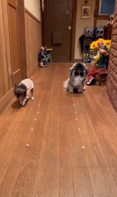 モブくんVSブフくんのオヤツ早食い競争6