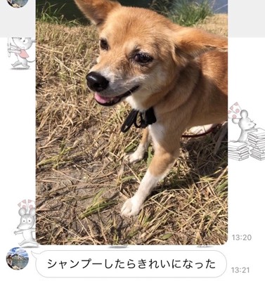 外で笑顔の犬