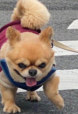 お散歩を楽しむポン太くん