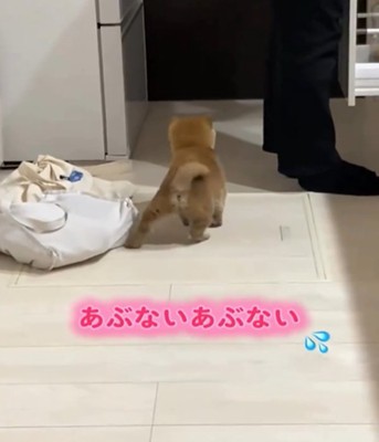 滑る犬