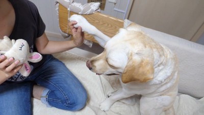 きなこちゃんにハイタッチを求めたら4