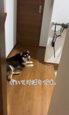 お兄ちゃんを引き止めるダンクくん⑩