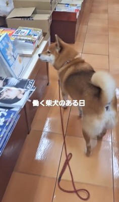 店内をチェックするクムちゃん