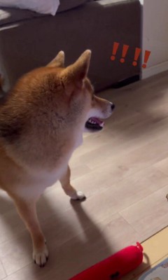 「おばあちゃんち遊び行くの！？」