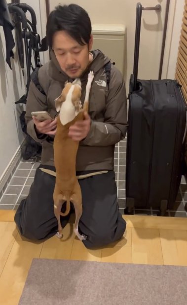 玄関で飼い主の男性に飛びつくイタリアングレーハウンド