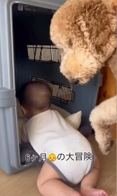 赤ちゃんがクレートに入った時のわたげちゃん8