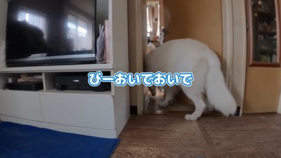 雷を怖がるBJくん10