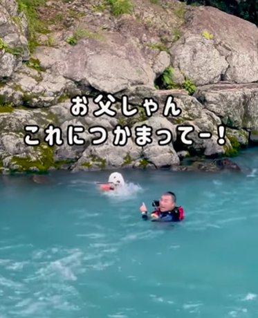 川に飛び込んだ男性を迎えに行くゴールデンドゥードゥル