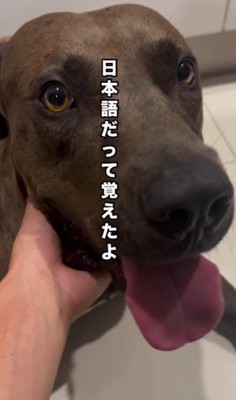 言葉もいっぱい覚えたよ♪