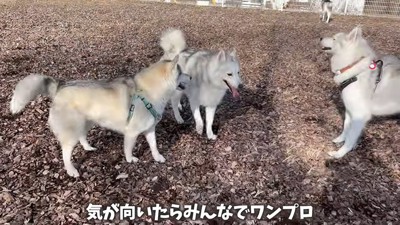 3匹のハスキー
