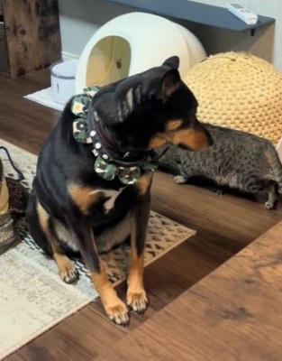 ワンコは戸惑い気味