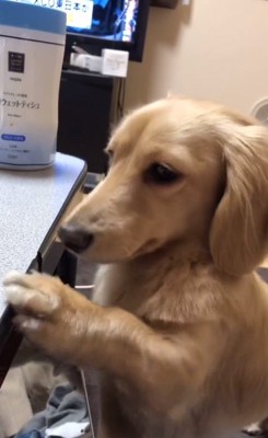 テーブルをカリカリするモナカくん