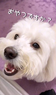 とうふちゃんの聞き間違い5