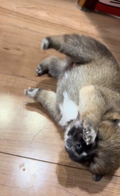 転んだ赤ちゃん犬