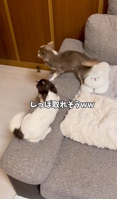 興奮している2匹の小型犬